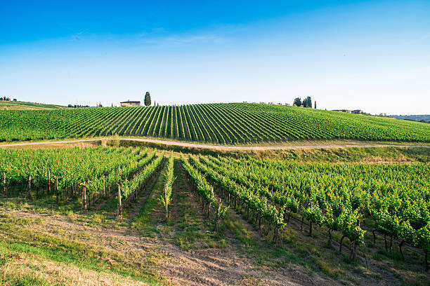 istock Vineyards in Tuscany 506599783