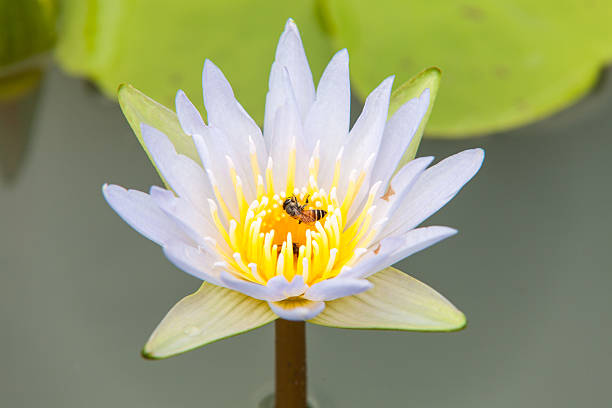 istock Busy bee and lotus. 506599931