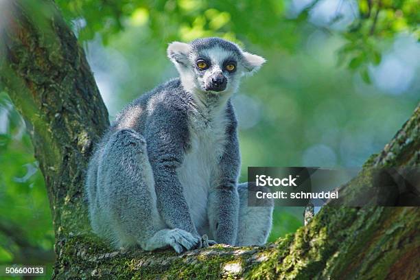 Katta On A Tree Stock Photo - Download Image Now - Animal, Animal Arm, Animal Body Part