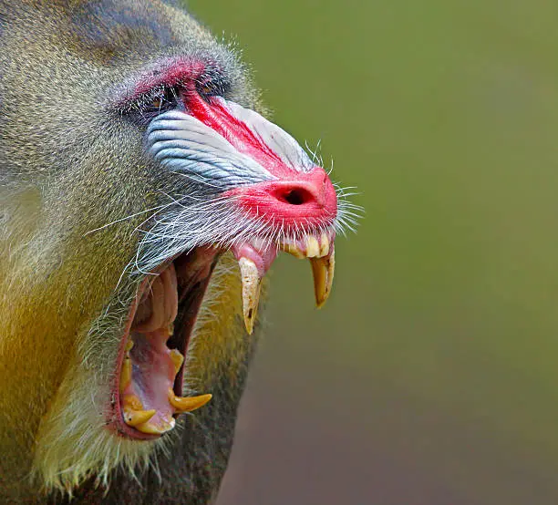 Mandrill to bare one`s teeth.