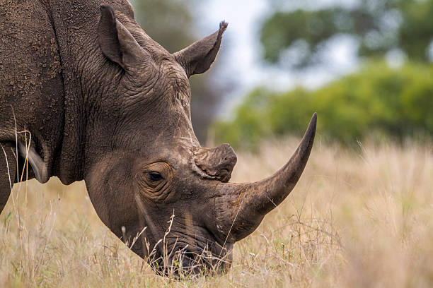 nosorożec biały, nosorożec afrykański, nosorożec tęponosy w kruger national park - prowincja mpumalanga zdjęcia i obrazy z banku zdjęć