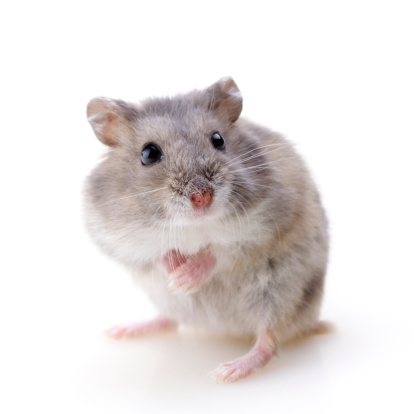 Hamster standing up in front of a white background.