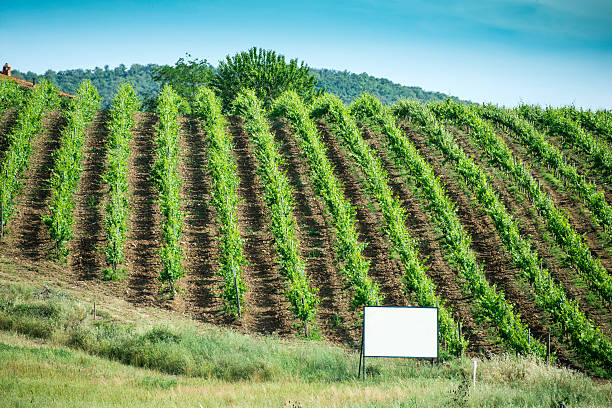 istock Vine plantations in Italy 506600365
