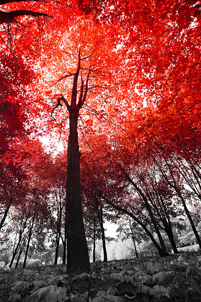 istock sunny autumn park 506600597