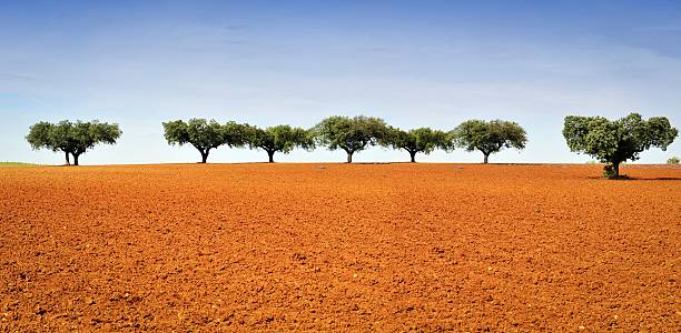 landscape in the alentejo,portugal - mantar ağacı stok fotoğraflar ve resimler