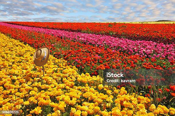 Ladies Straw Hat Left On Field Stock Photo - Download Image Now - 12 O'Clock, Agricultural Field, Agriculture