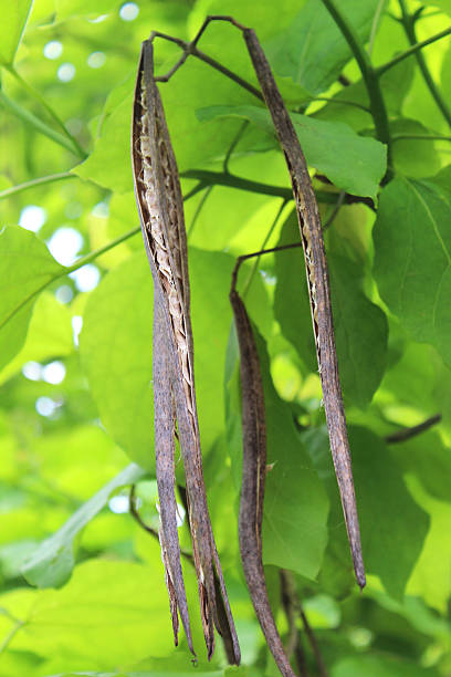 obraz z nasion strąków zwisające, indian bean tree (katalpa-bignonioides) - catalpa zdjęcia i obrazy z banku zdjęć