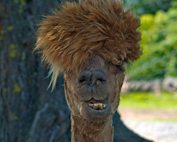 Bad Hair Day An Alpaca with a silly looking hairstyle, in front view, close up of the animal's head looking at the camera. brown llama on the field stock pictures, royalty-free photos & images