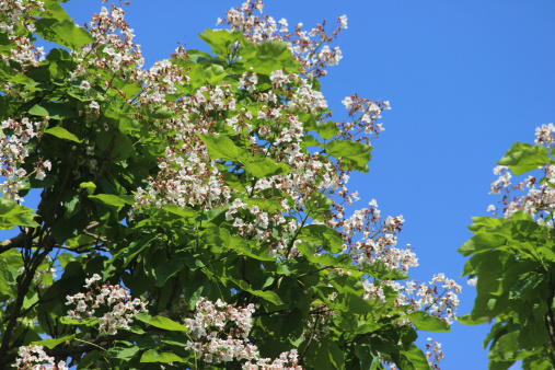 Photo showing a mature specimen Indian bean tree covered in white flowers, pictured in the summer sunshine against a blue sky.  This deciduous tree is known for its bean-like seed pods, which hang down from the branches later on in the year.  The Latin name for this particular species of tree is Catalpa bignonioides.