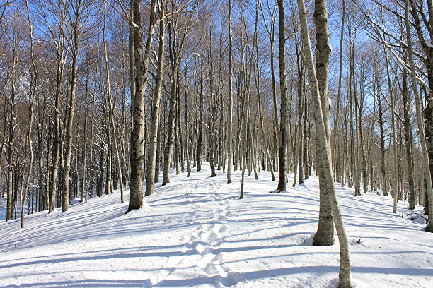 istock Trail in the snow 506601425