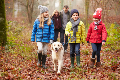Perro de familia caminando en un bosque de invierno photo