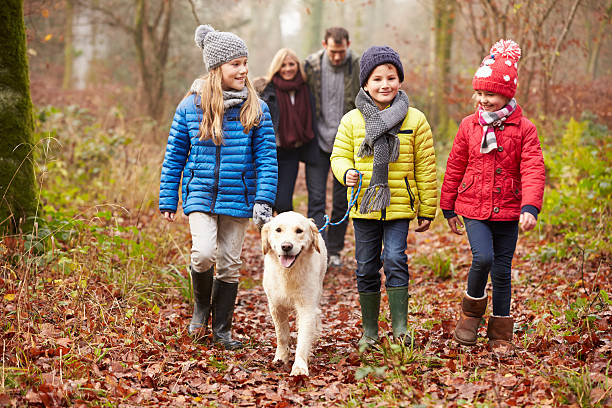 家族の犬のお散歩冬の森 - dog walking retriever golden retriever ストックフォトと画像