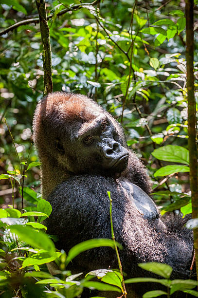 istock Portrait of a western lowland gorilla 506603262