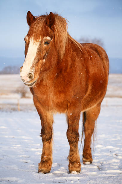 istock Horse in snow on a cold winter day. 506605612
