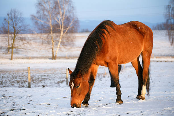 istock Horse in snow on a cold winter day. 506606174