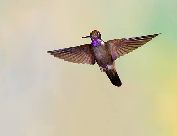 istock Hummingbird , Brown Inca 506606686