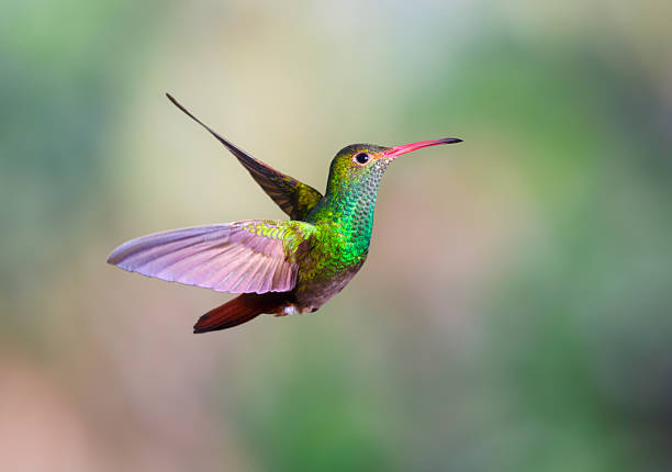 Hummingbird , Rufous-tailed stock photo