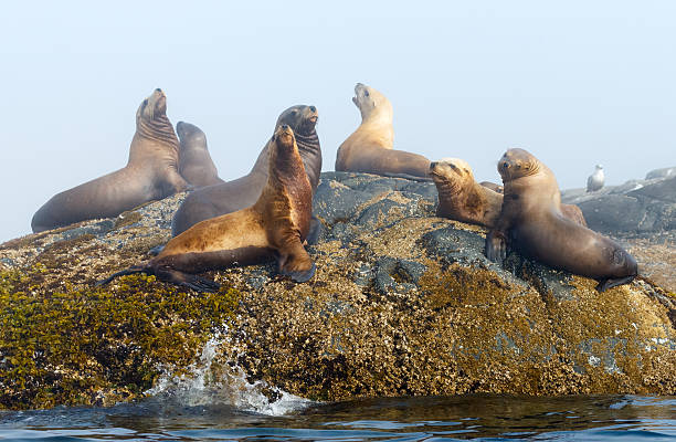istock Steller Sea Lions 506606878