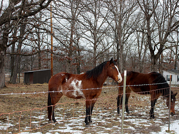'X Marks The Spot' Horses' stock photo