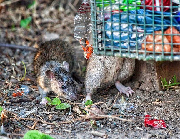 Rats stock photo