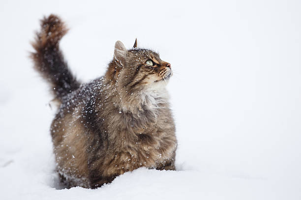 istock Tabby cat in the snow during snowfall 506608238