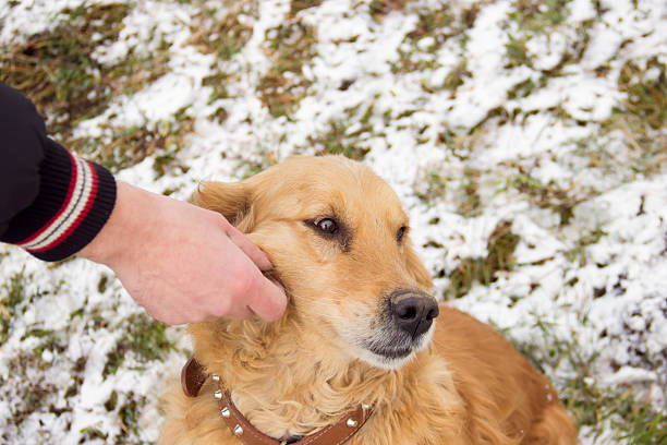 istock golden retriever in the snow 506609484