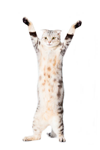 istock cat are standing and rising hand 506610170