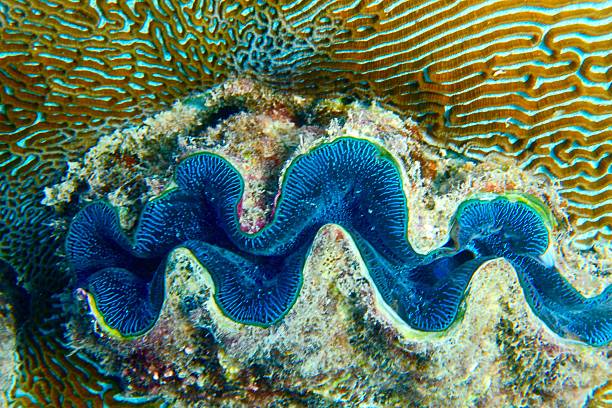 Giant Clam from the Red Sea Egypt