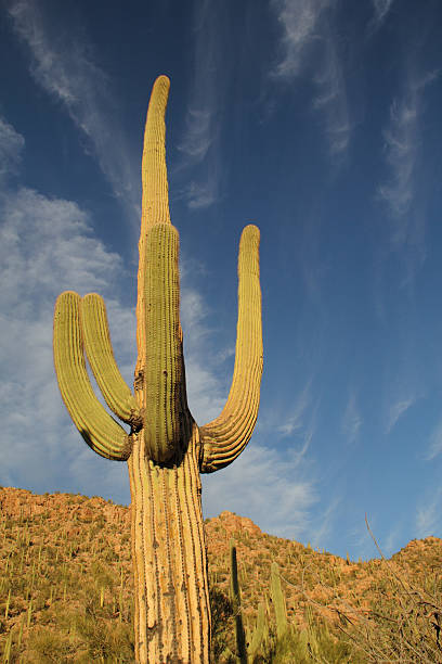 istock Saguaro Cactus Carnegiea gigantea 506613508