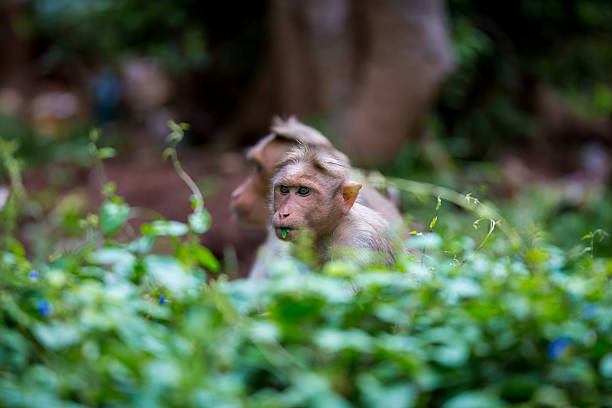 bonnet macaque, part of the banyan tree troop bangalore india. - dieren netvlies stockfoto's en -beelden