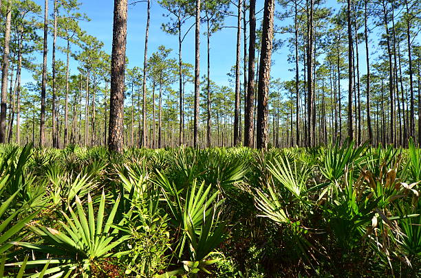 istock Pine forest with palmetto shot at frond tip level 506614346