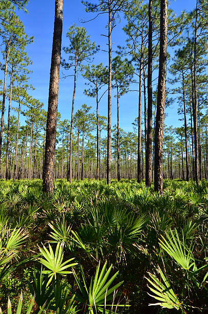 istock Pine forest with saw palmetto palm fronts in foreground 506614356