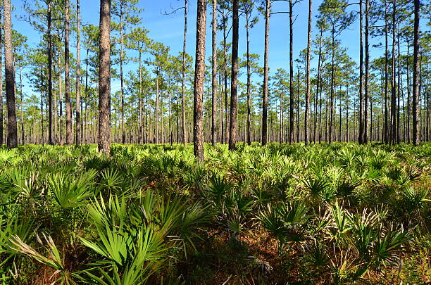 floresta de pinheiros com serenoa repens vista das palmeiras acima - florida palm tree sky saw palmetto - fotografias e filmes do acervo