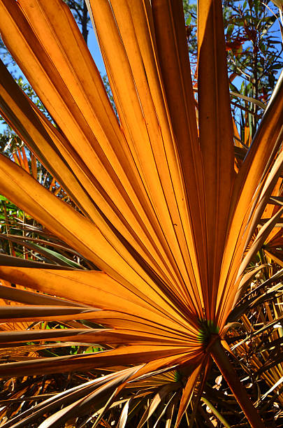 serenoa repens com iluminação de folha depois de incêndio - florida palm tree sky saw palmetto - fotografias e filmes do acervo