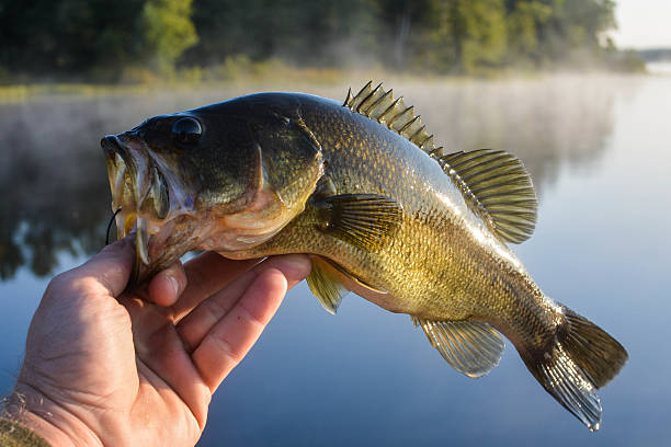 istock rise and shine bass 506614534