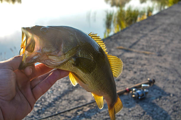 istock bass by the shore 506614600