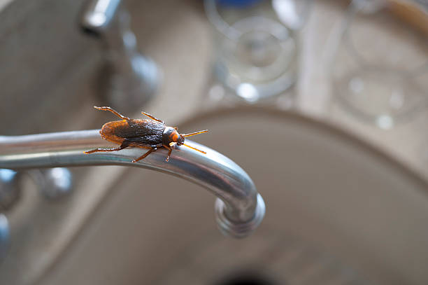 istock Roach on a kitchen water faucet 506615024
