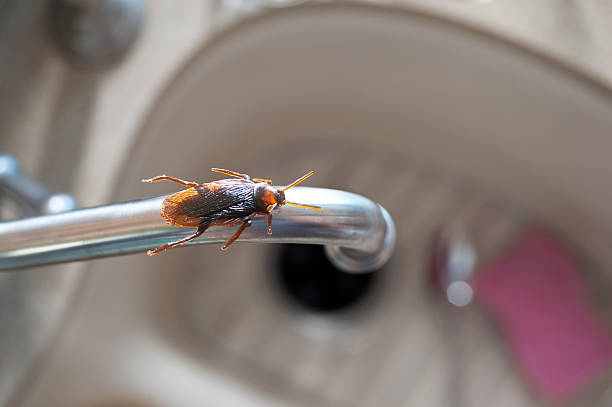 Roach in a kitchen Horizontal photograph of a roach on a kitchen water faucet. cockroach stock pictures, royalty-free photos & images