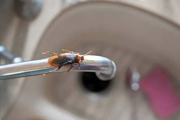 Horizontal photograph of a roach on a kitchen water faucet.