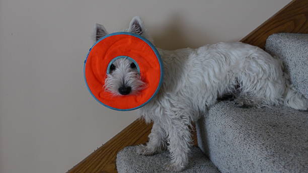 istock Dog holding frisbee over face 506615078