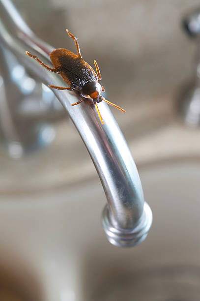 istock Roach on a water faucet 506615094