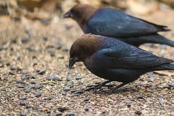 Two male Brown-headed Cowbirds (Molothrus ater) feeding on black oil sunflower seeds scattered on neighborhood patio.  Selective focus with distant bird out of foucs.