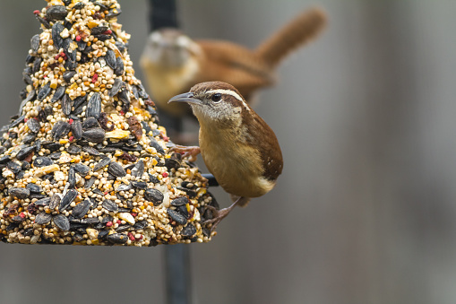 Pair of Carolina Wrens (Thryothorus ludovicianus) feeding on bell-shaped block of dried fruit and seeds with selective focus on bird in front and distant bird out of focus.
