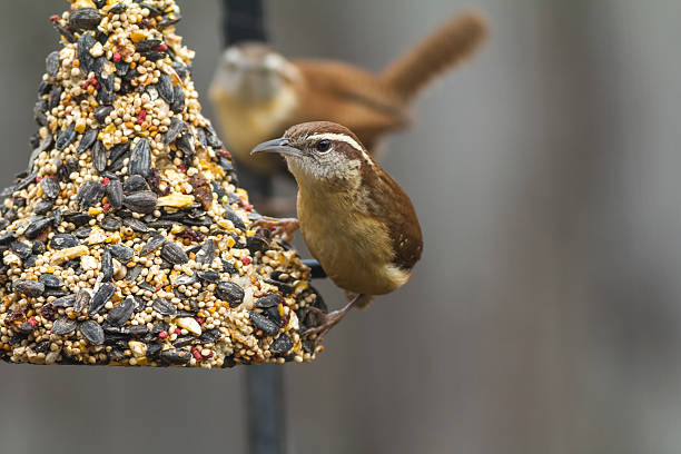 Pair of Carolina Wrens (Thryothorus ludovicianus) Feeding Pair of Carolina Wrens (Thryothorus ludovicianus) feeding on bell-shaped block of dried fruit and seeds with selective focus on bird in front and distant bird out of focus. bird seed stock pictures, royalty-free photos & images