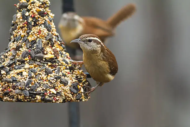 Pair of Carolina Wrens (Thryothorus ludovicianus) feeding on bell-shaped block of dried fruit and seeds with selective focus on bird in front and distant bird out of focus.