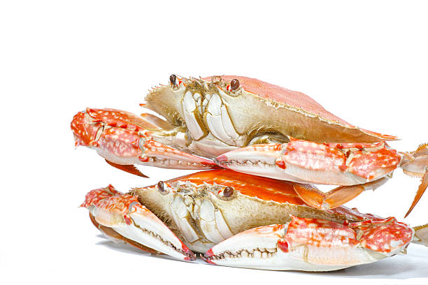 istock Two steamed Swimming crab isolated on white background 506617372