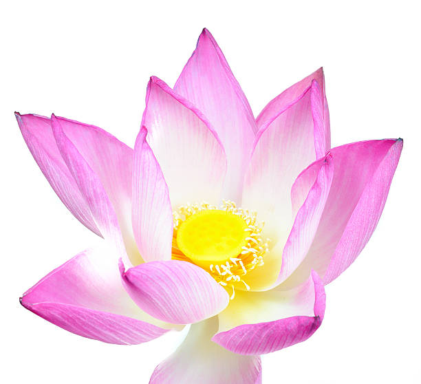 istock Lotus flower on white background 506617578