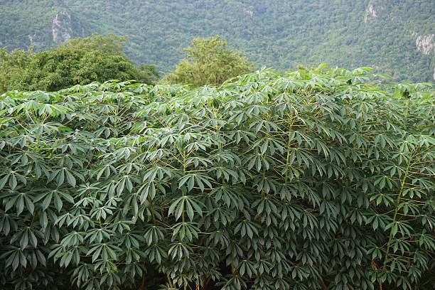 istock cultivated area for cassava 506617740