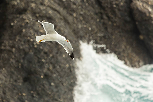 istock Seagull and the ocean 506618010