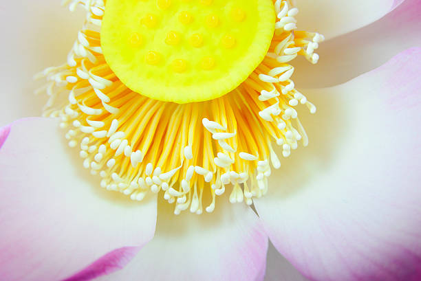 istock Close up lotus flower pistil 506618028
